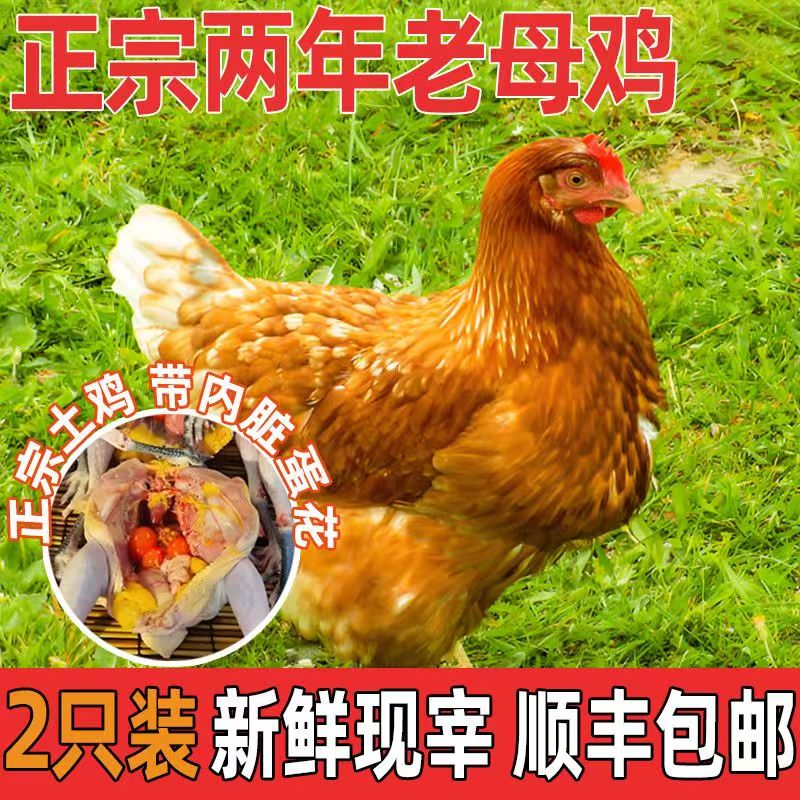 【京东快递】正宗农家散养老母鸡 单只2.6-2.9斤大号黄油老母鸡