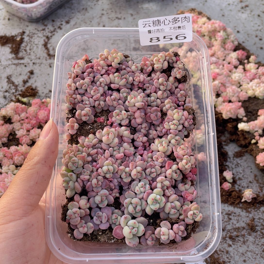 云糖心多肉植物856