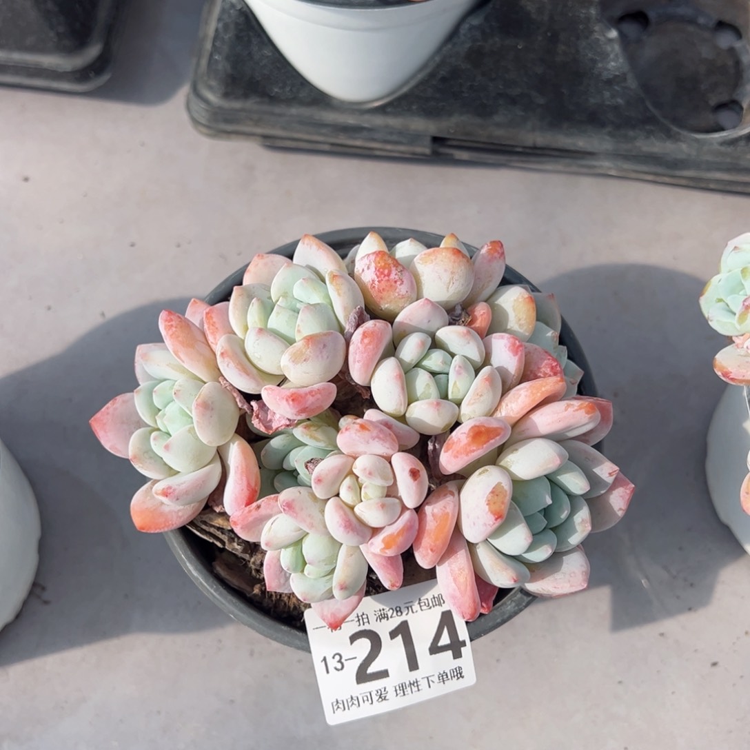 冷香多肉多肉多肉多