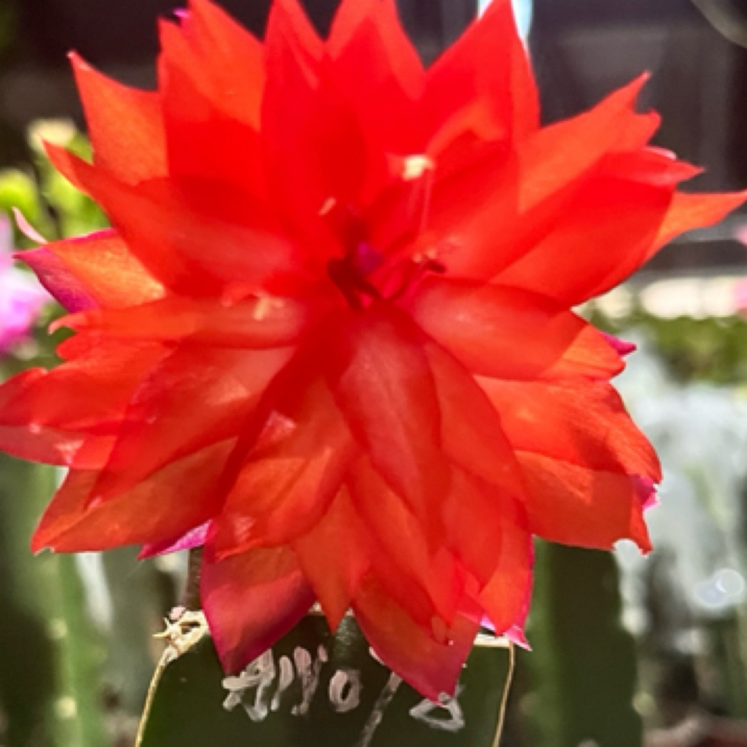 偏红的复色重瓣蟹爪兰AN078单叶片