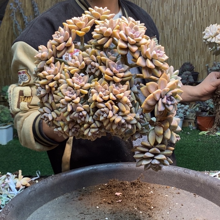 A***,412 号淡雪多肉植物