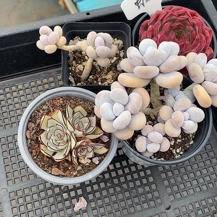 狂***牛剑司诺娃群生旺财旺财