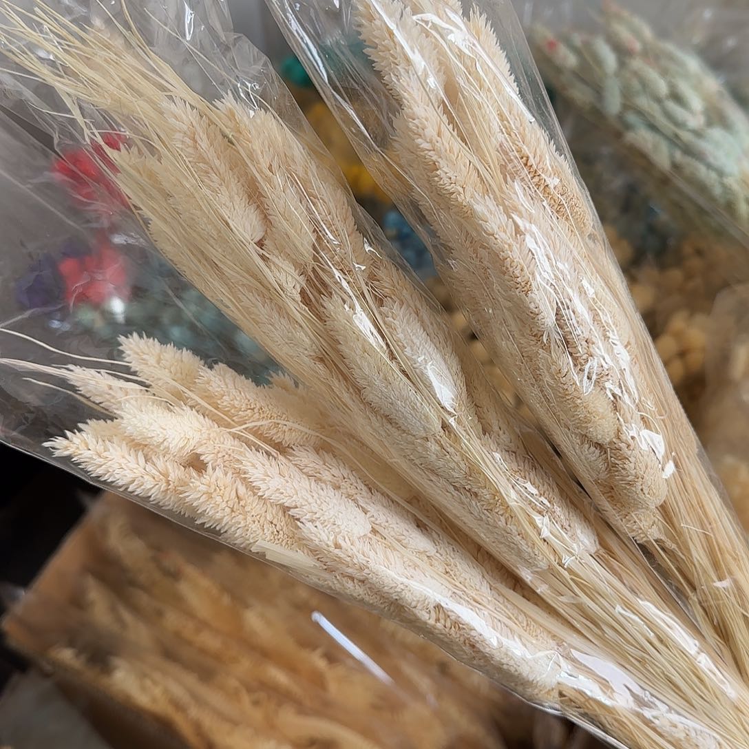 K48号白色宝石草1把