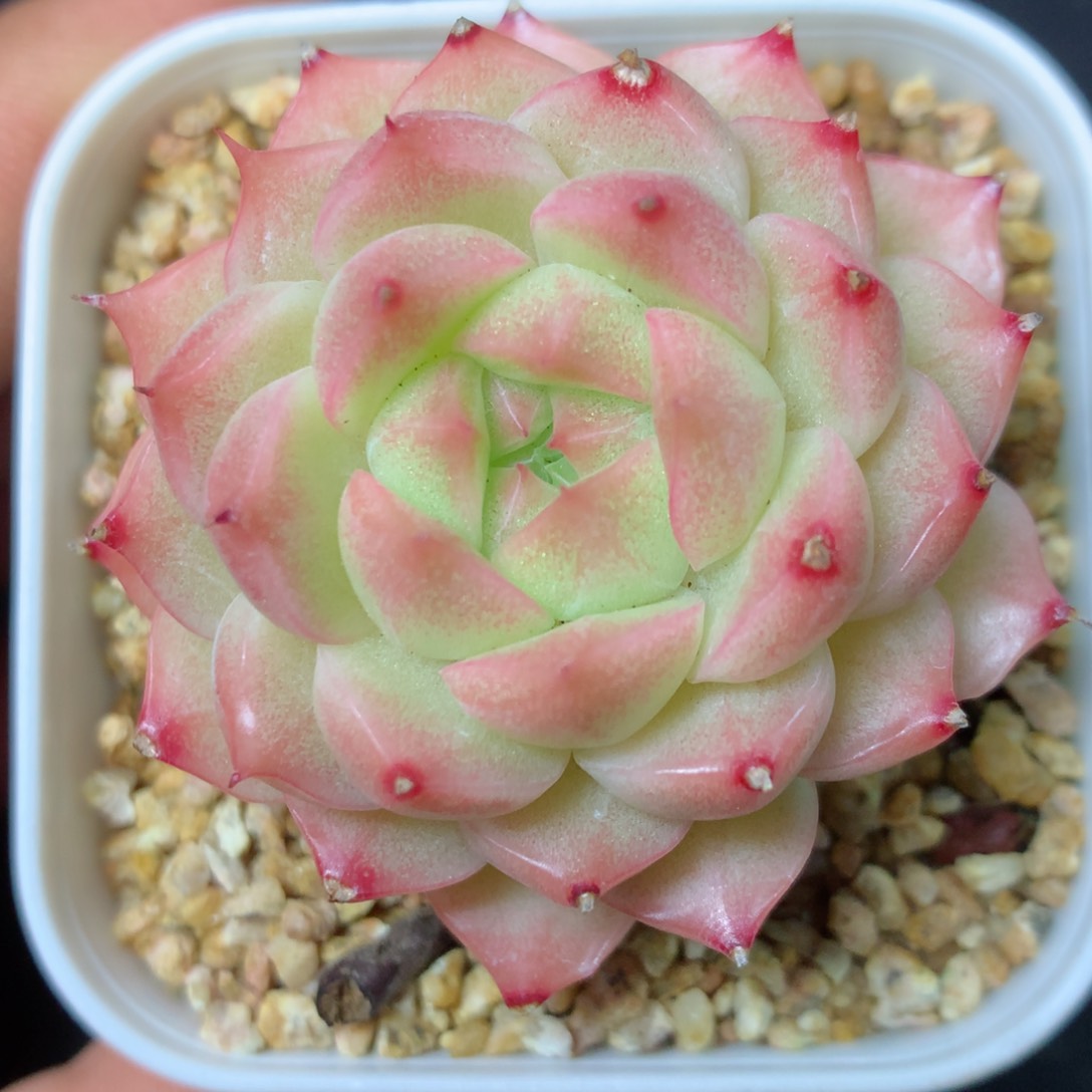 【闪购商品】16 精品多肉一物一拍