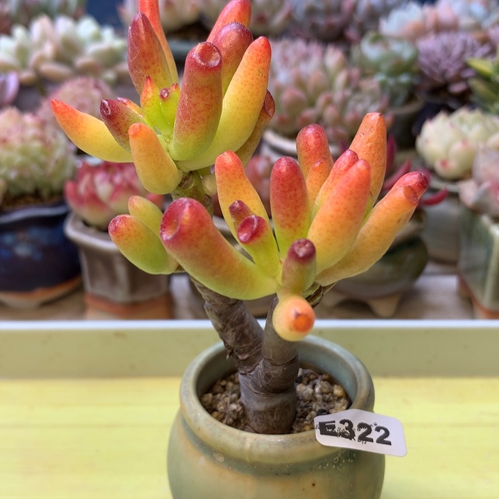 E322一物一拍带盆发