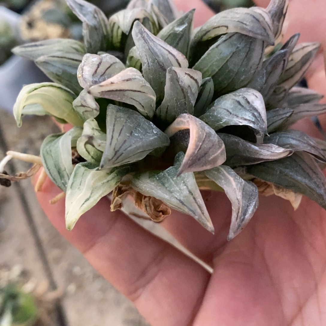 C***c1239 一颗福利。   