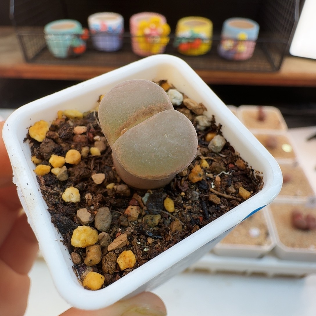 多肉植物福利肉锥771