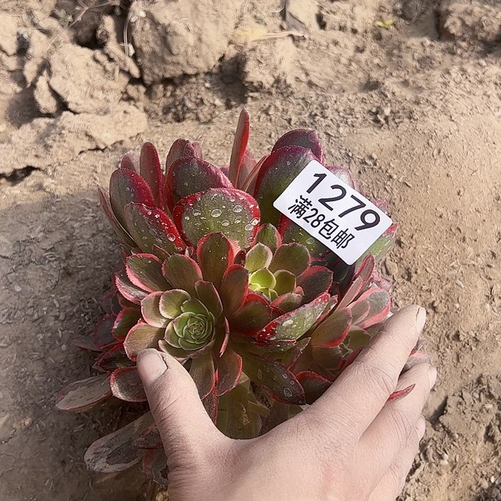 用****2粉花妖1279 多肉植物法师