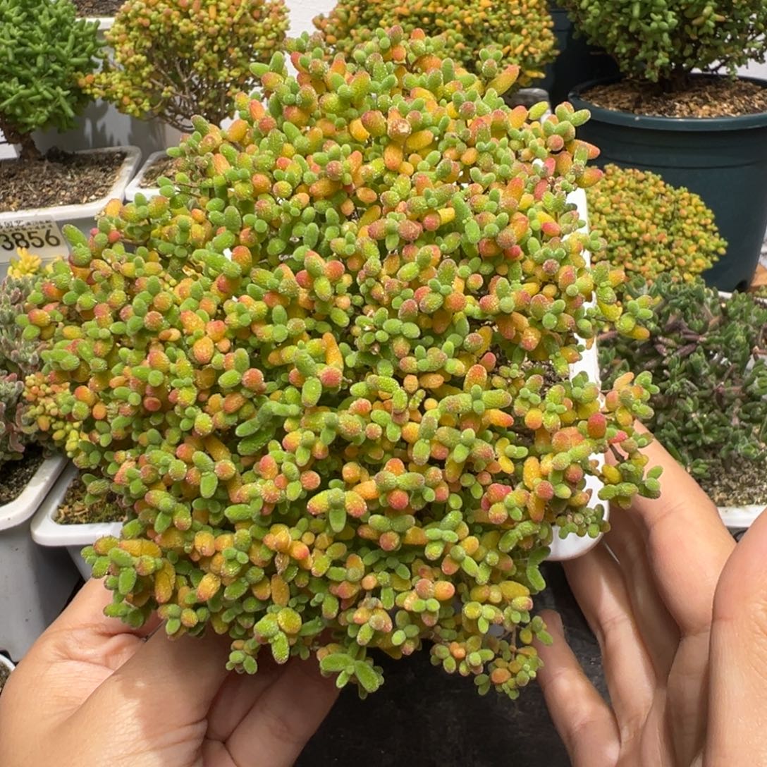 d3878蜜桔糖球枝干