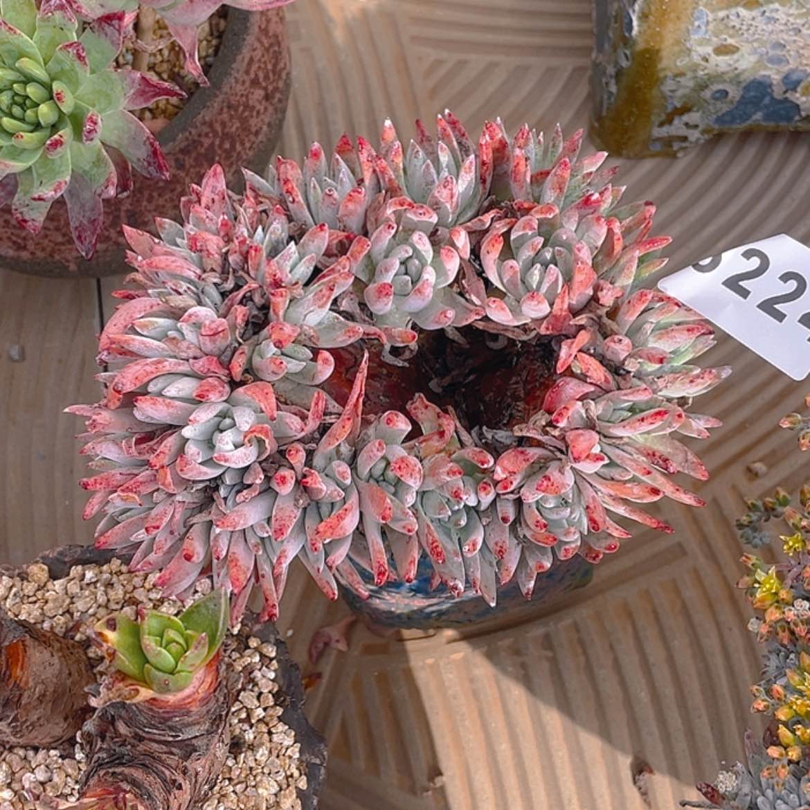 【闪购商品】海瑟法瑞杂