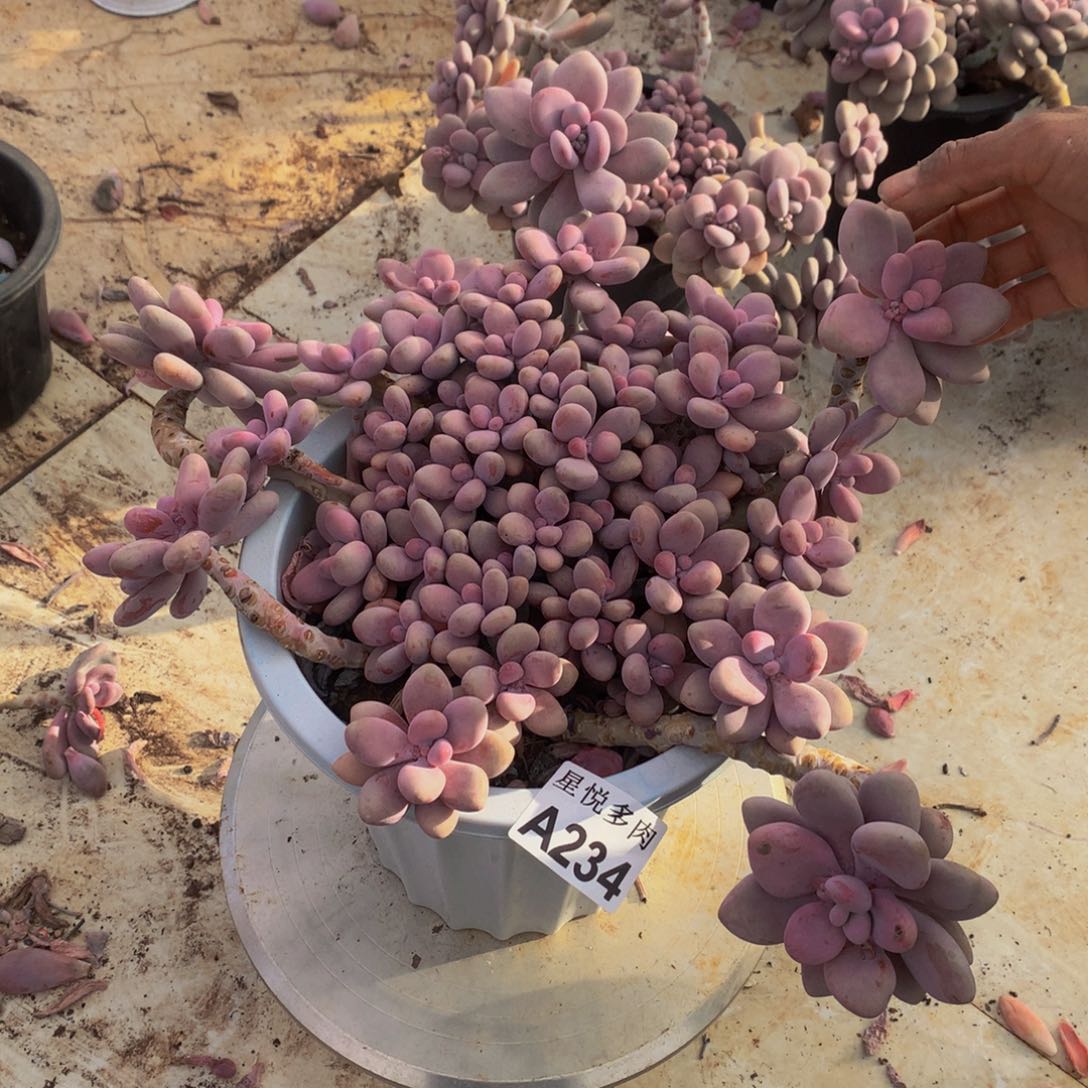 九**莉星悦多肉  A234