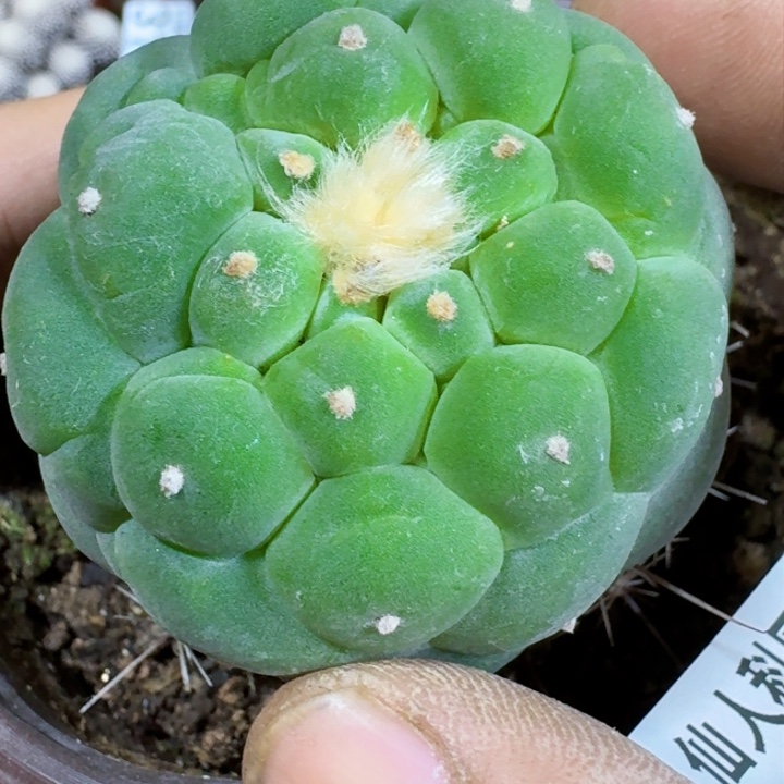 福利苗接大尤325