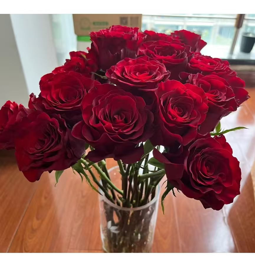 锡撒库拉  四季灌木月季