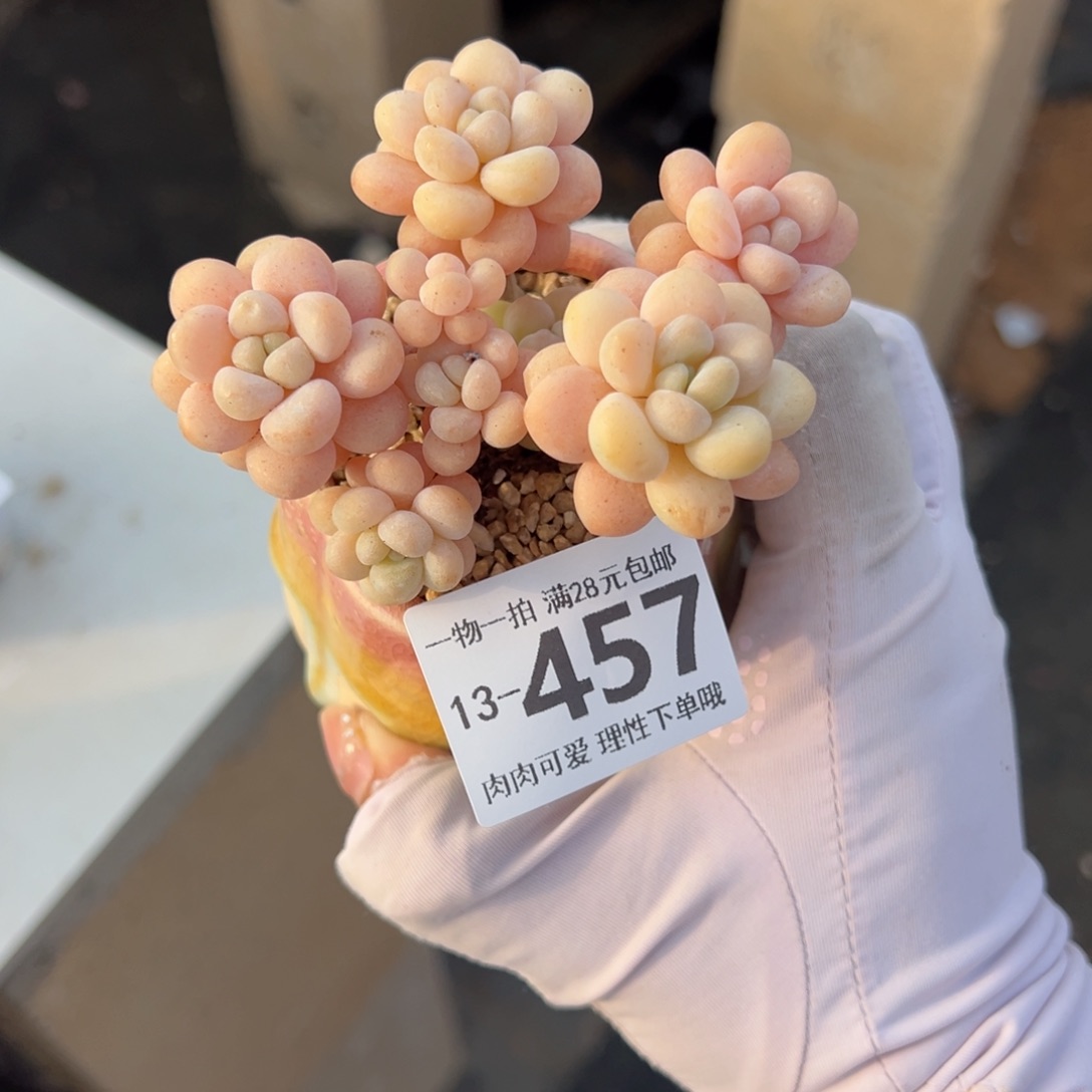 洛可可多肉多肉多肉多肉