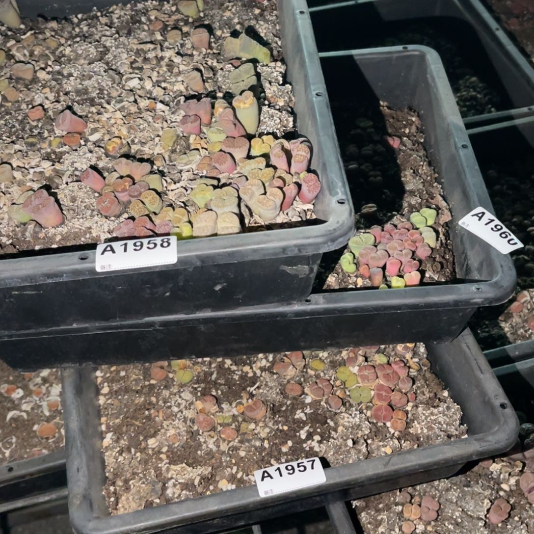 微***、1957，1958，1960福利筐3