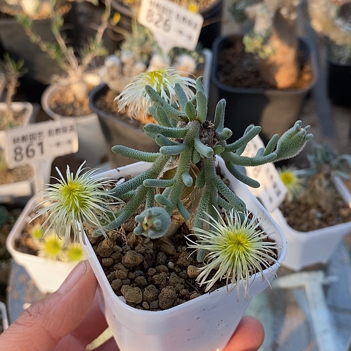 833淡清霜一一一带盆一一