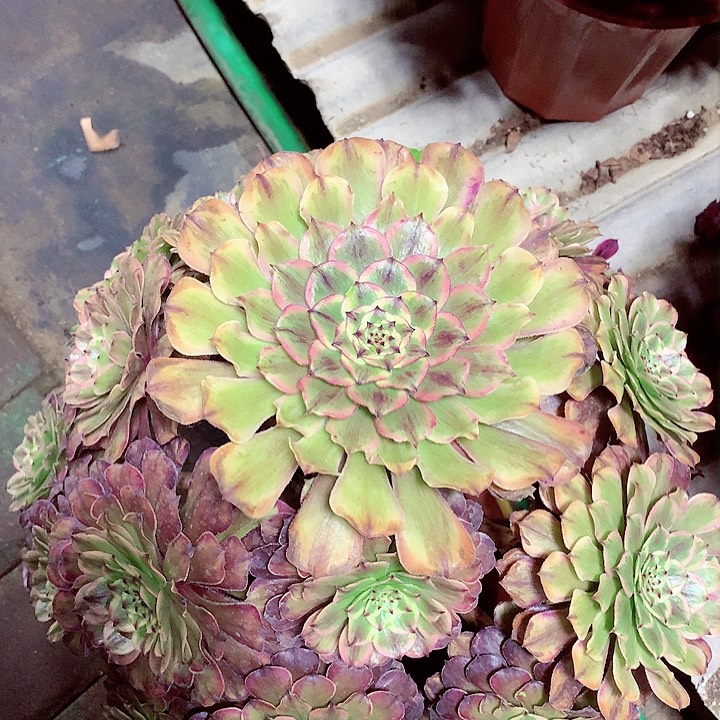 粉黛捧花，多肉植物