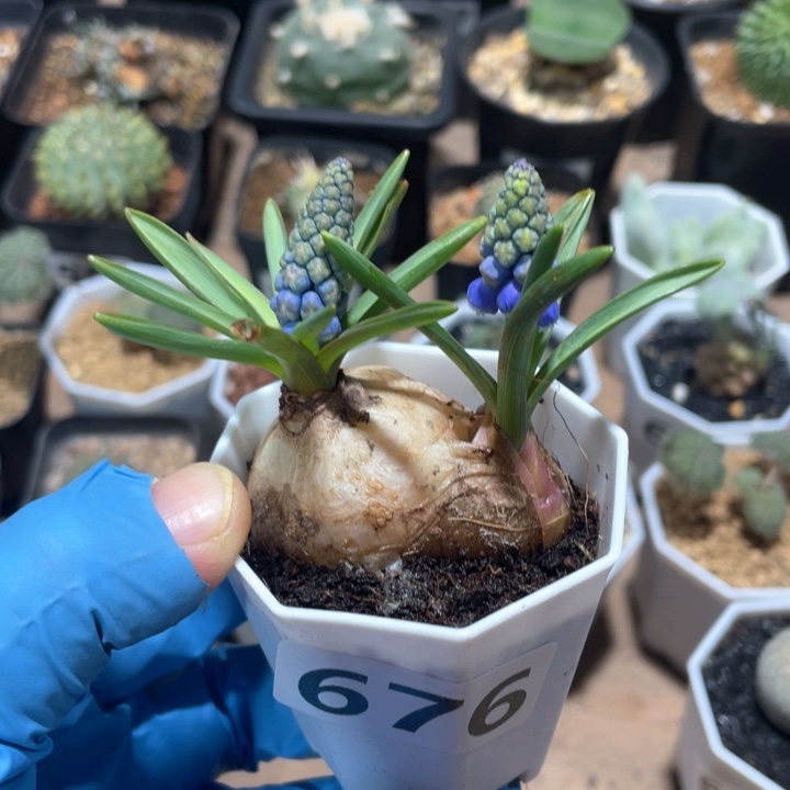 676风信子蓝紫花双头