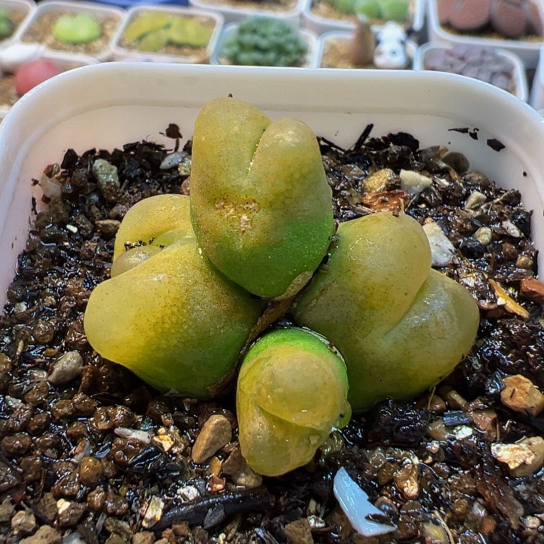 863多肉植物种类多样