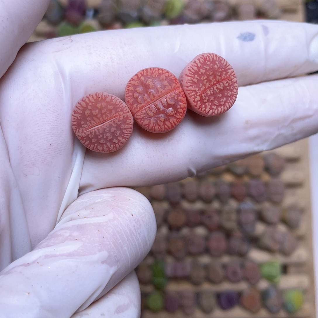 180号 流水日轮 8888