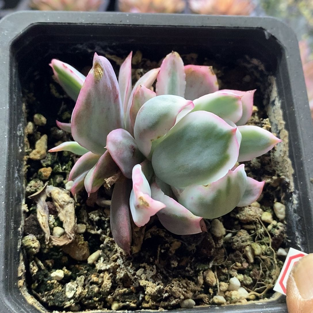 2213伯克利锦双头多肉