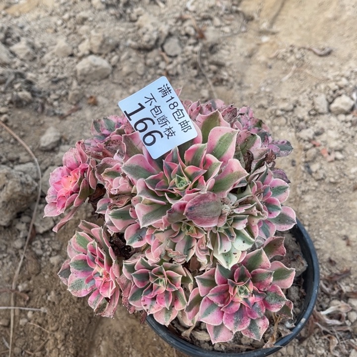 166粉女巫手捧4法师