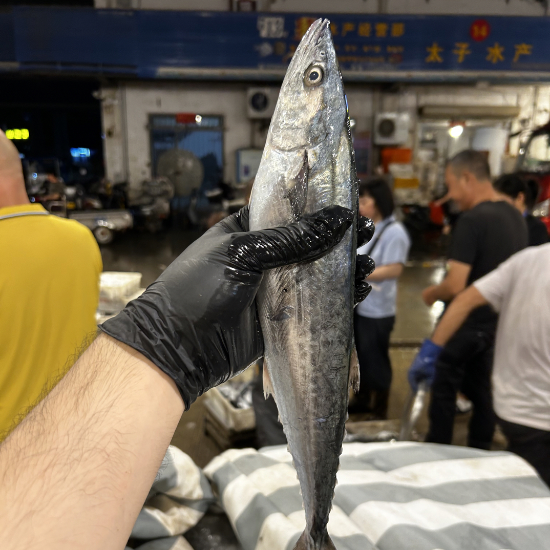 【马鲛鱼4.5斤】东海海捕马鲛鱼东海野生海鲜新鲜水产东海新鲜海鲜