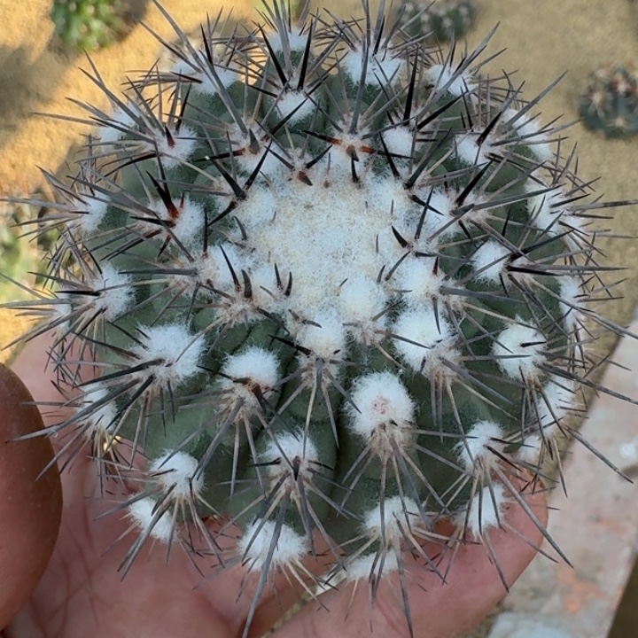 花轮王子无根65555666