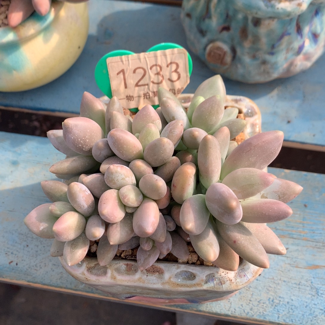 白兰地无砍平头1233