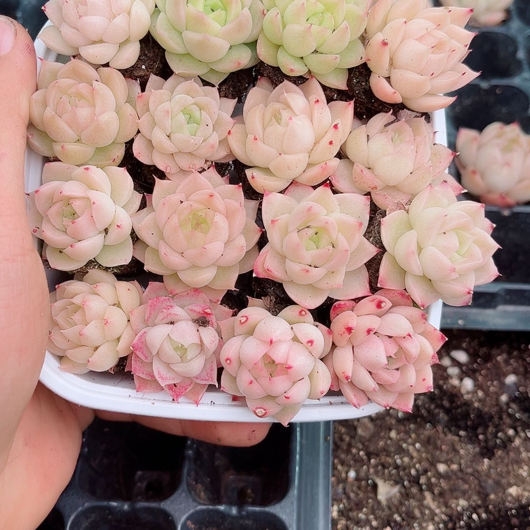 1-258 新疆西藏内蒙不发12.8包邮2-3公分多肉