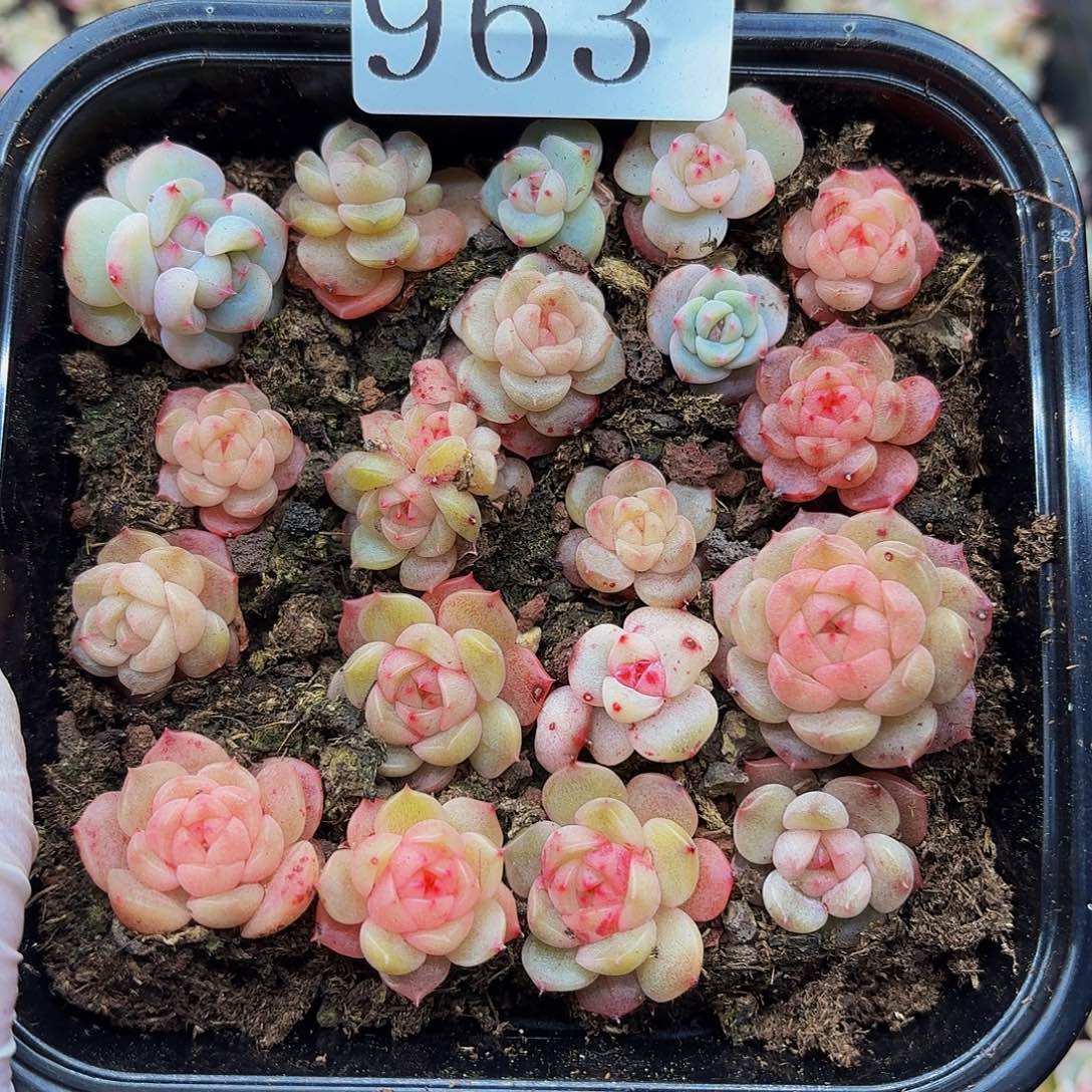 多肉植物多肉植物963