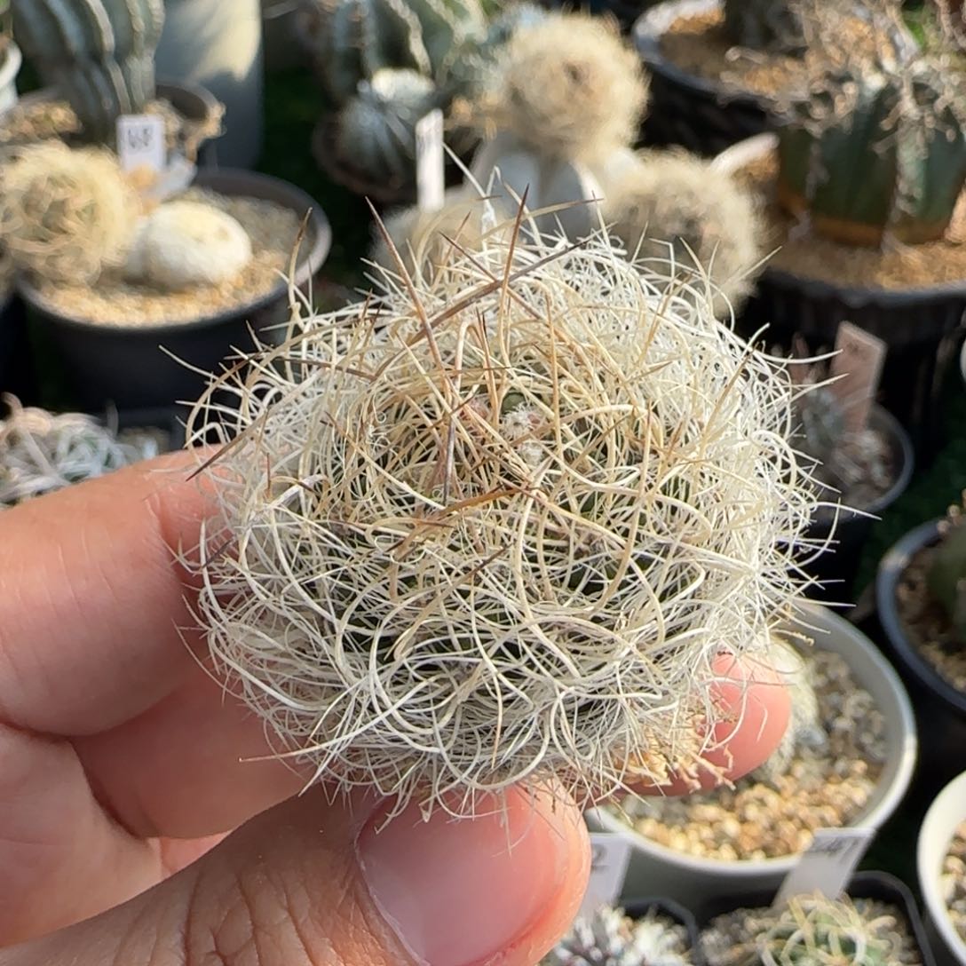 91实生 仙人球11111