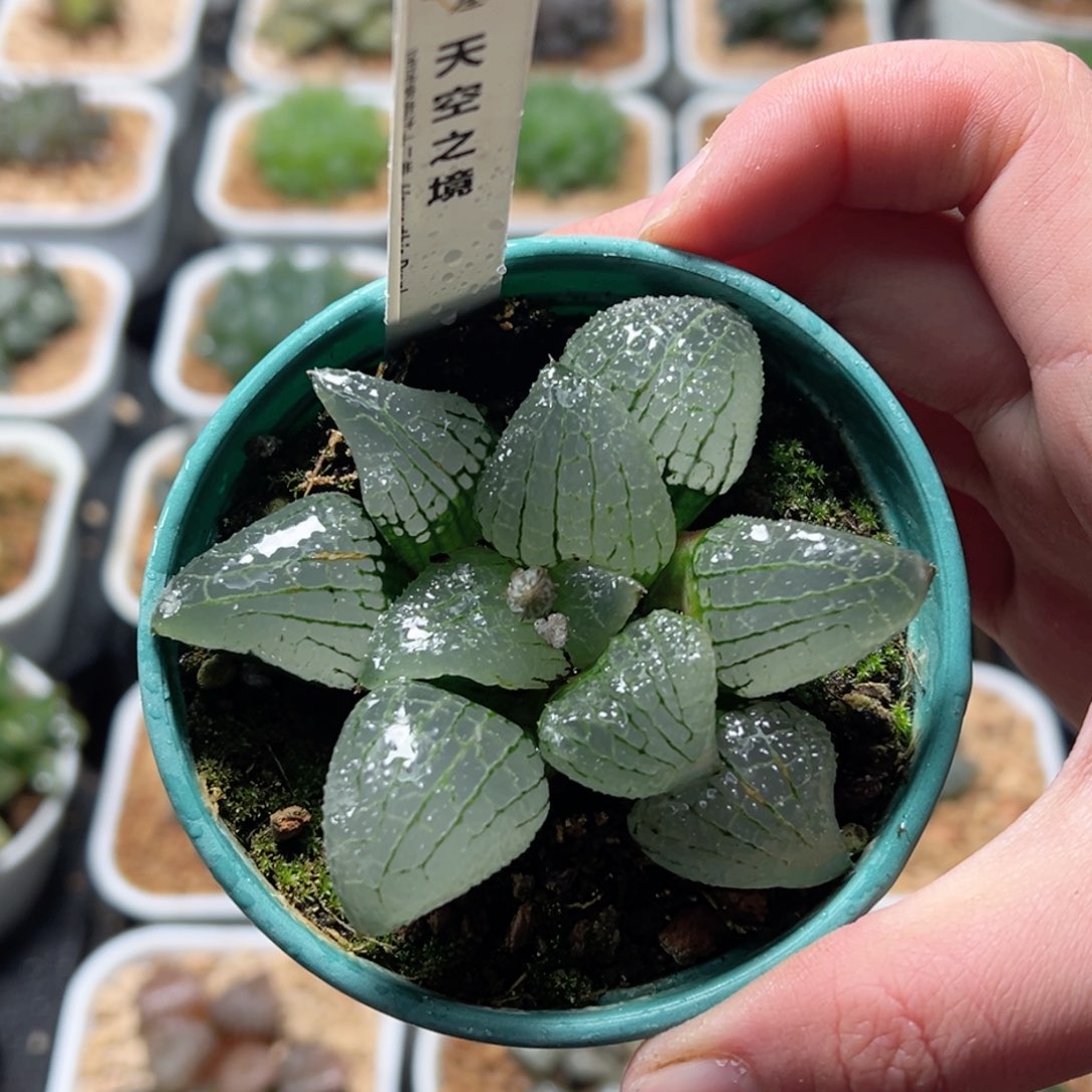 天空之境玉露多肉植物