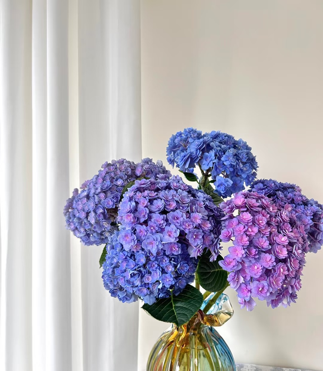 【买一送一】随机色重瓣绣球  宫崎骏的花 超长花期 云南鲜花