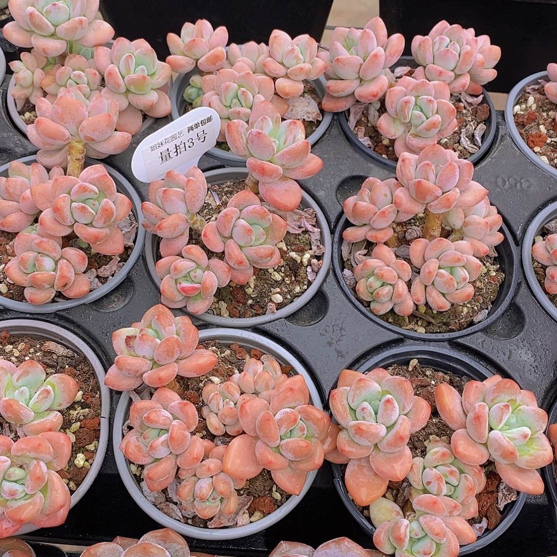 量拍3号-丸叶红洛神福利一颗量拍