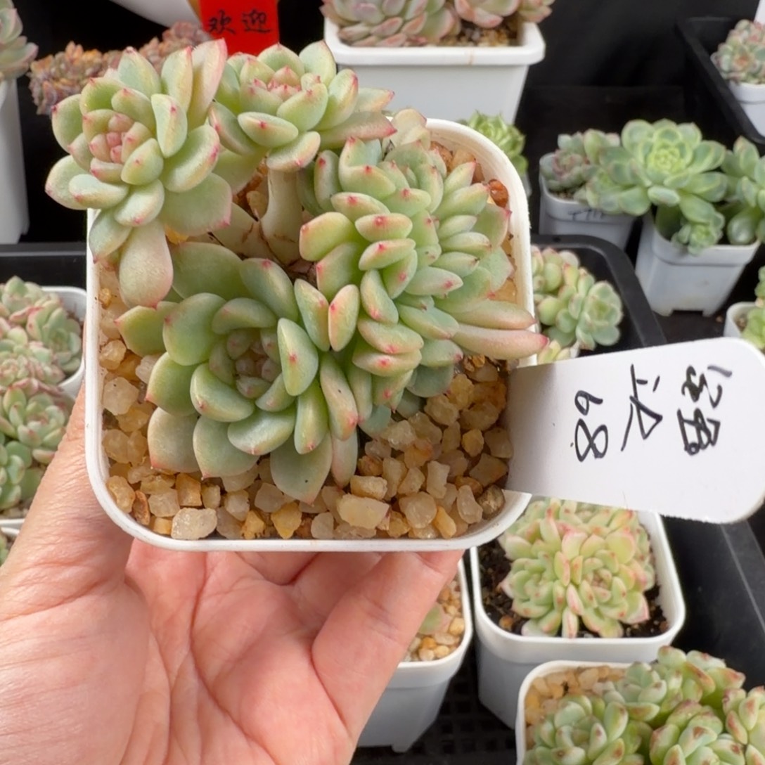 钰***头芋头一颗七头甜心群