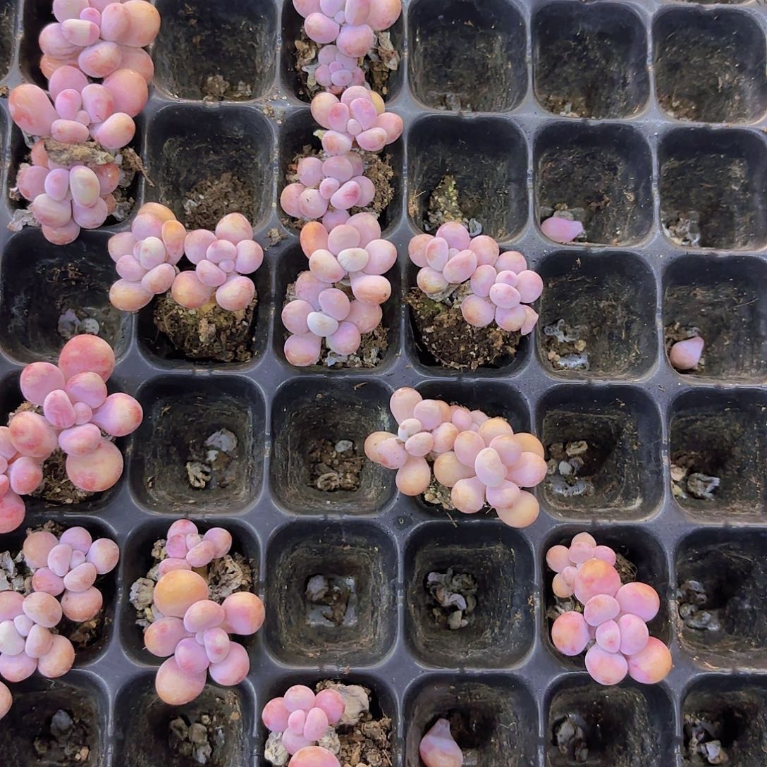 糖果桃蛋一颗量拍