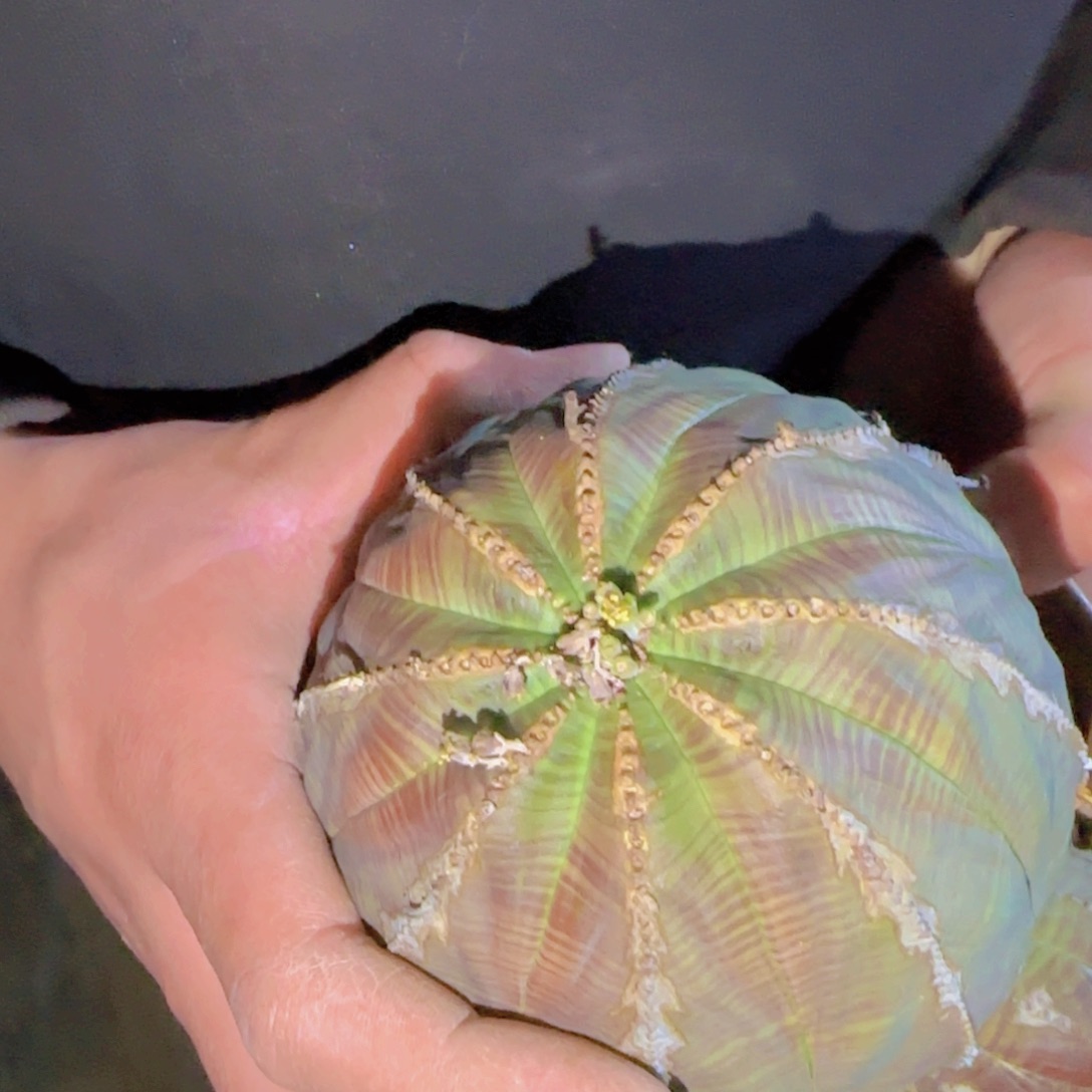 M****M块根植物了植物简介