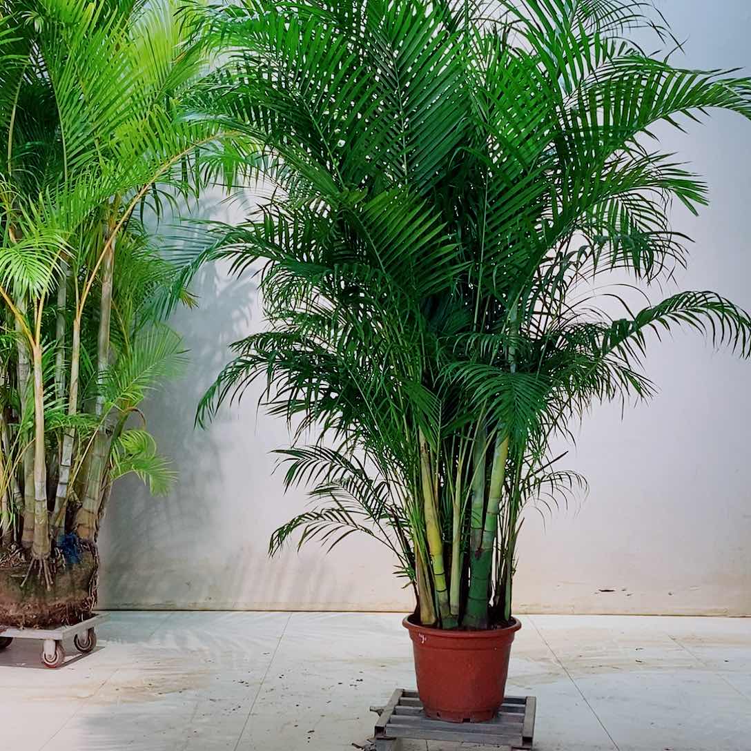 完全开放杜*66687