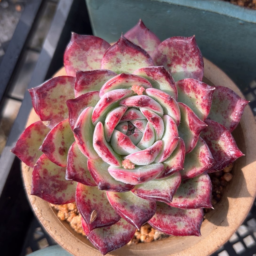 红拉糖10公分左右