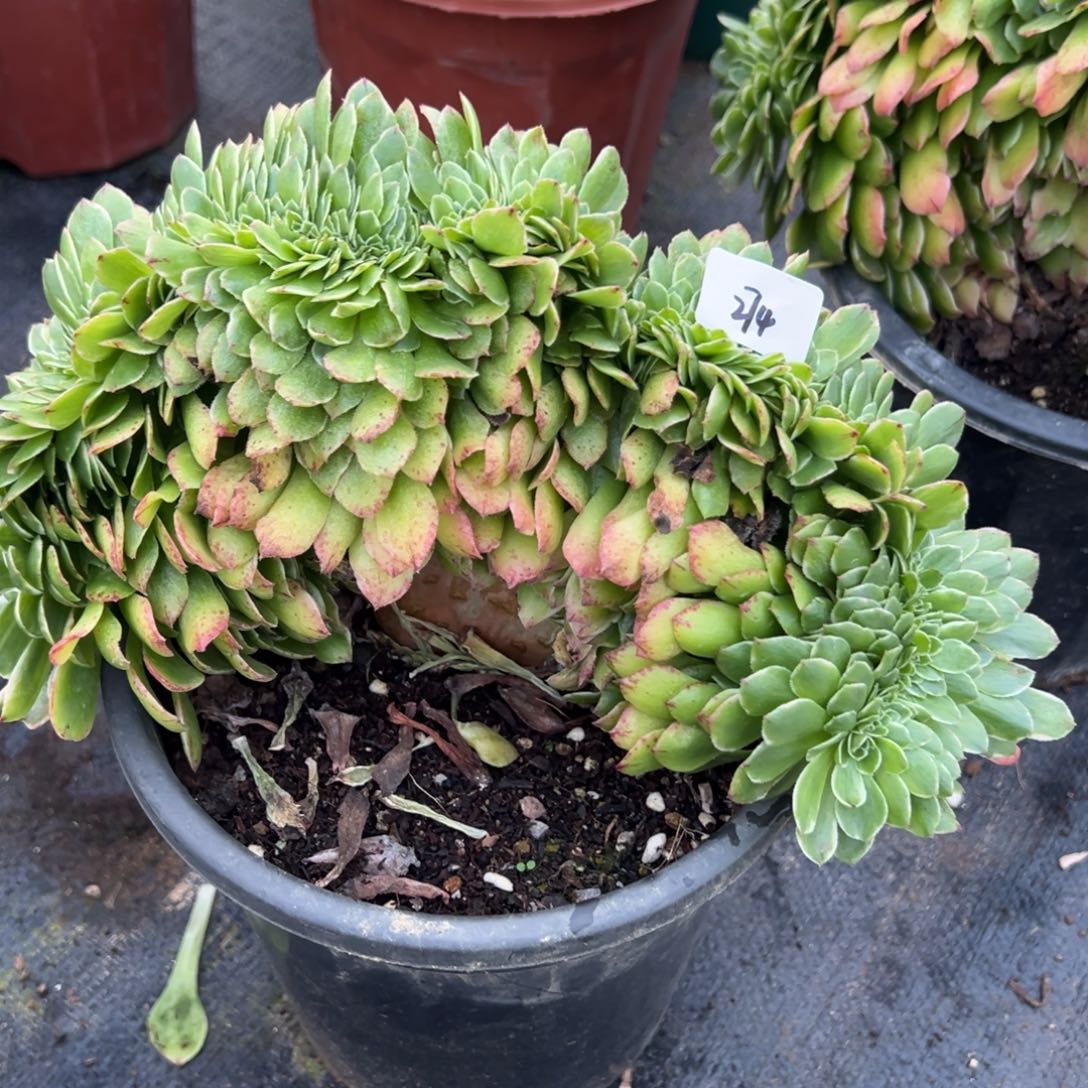 274伊丽莎白缀多肉多肉多肉