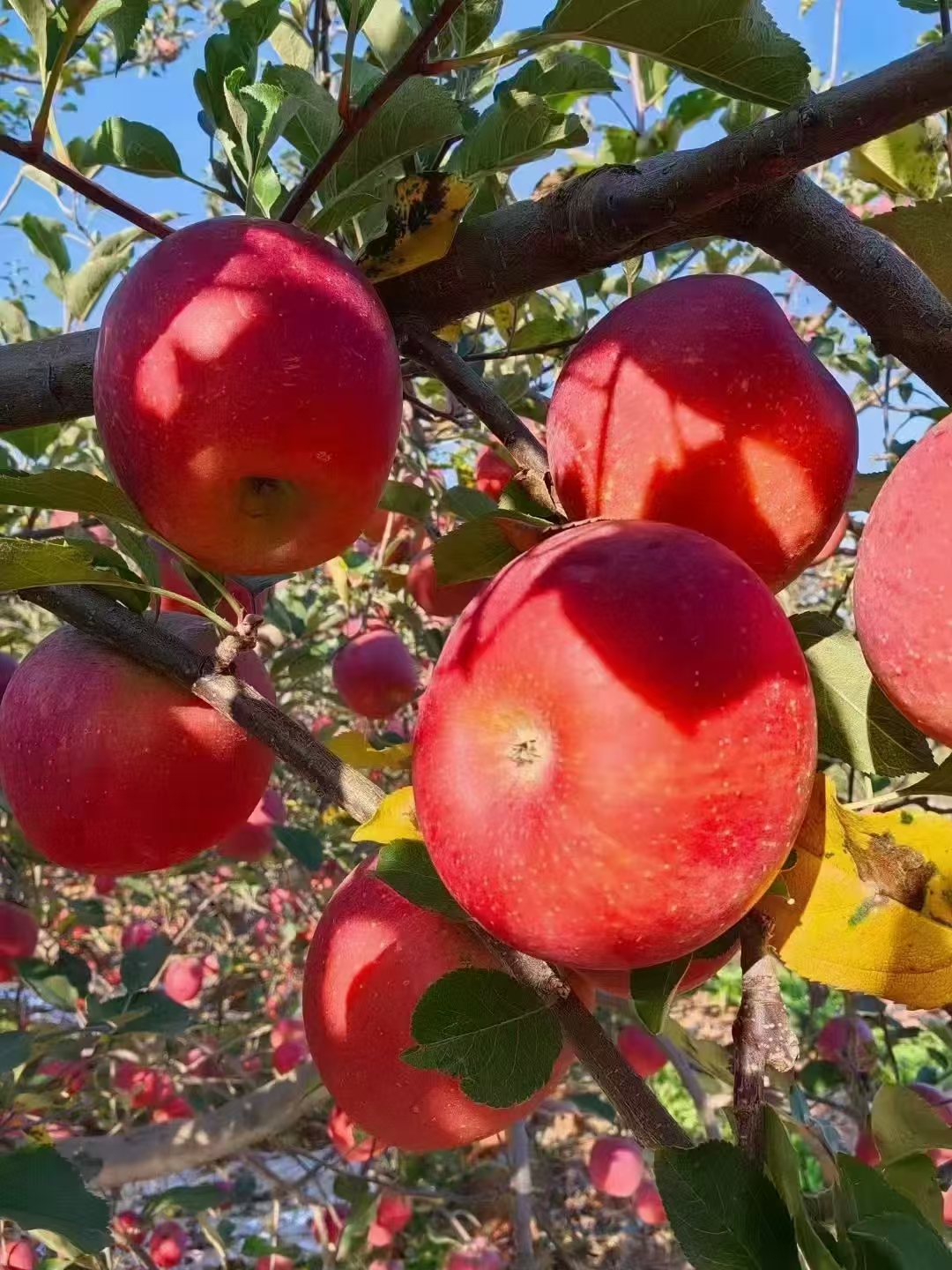 【昭通丑苹果】2025年云南昭通糖心丑苹果脆甜多汁包邮