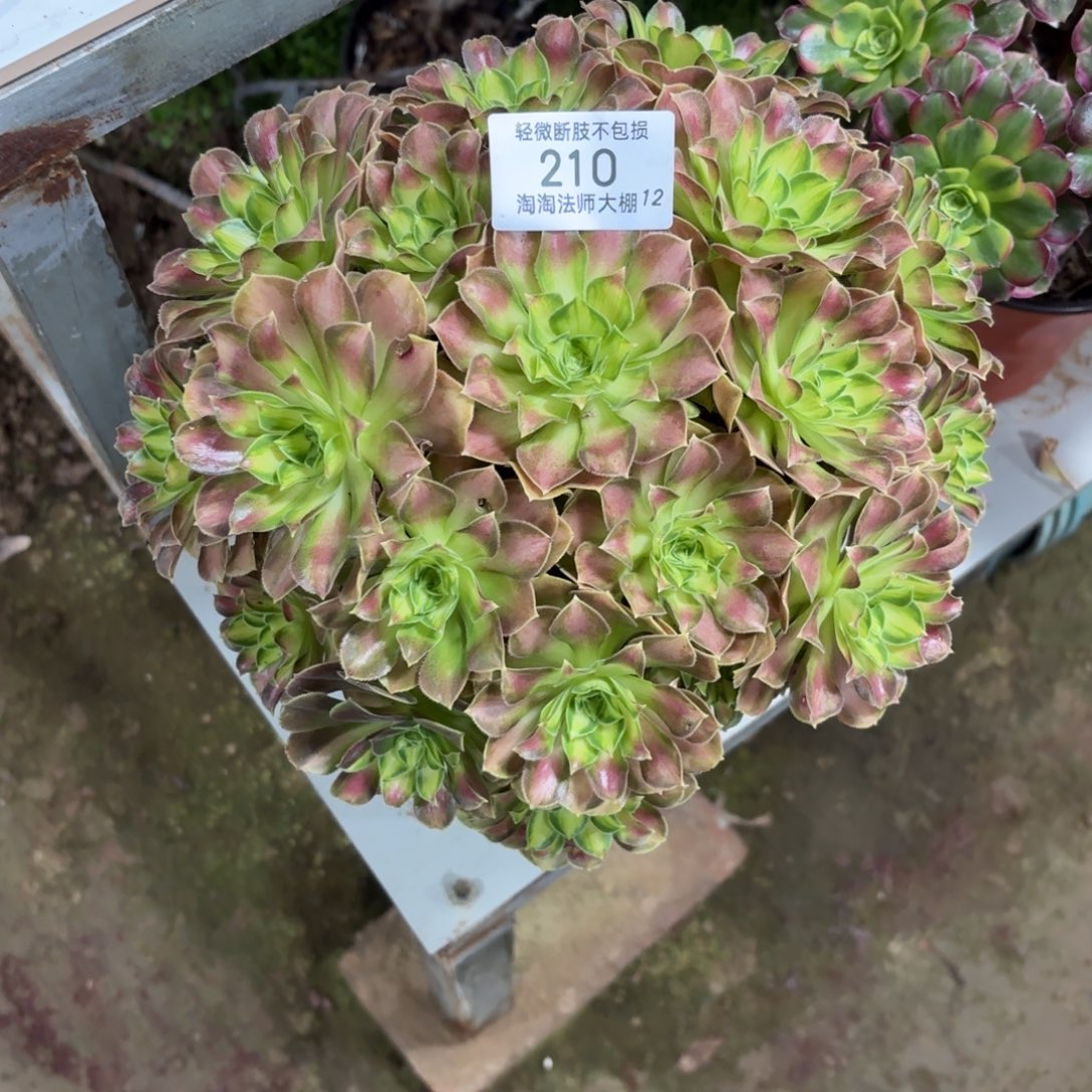 210韶华多肉植物法师