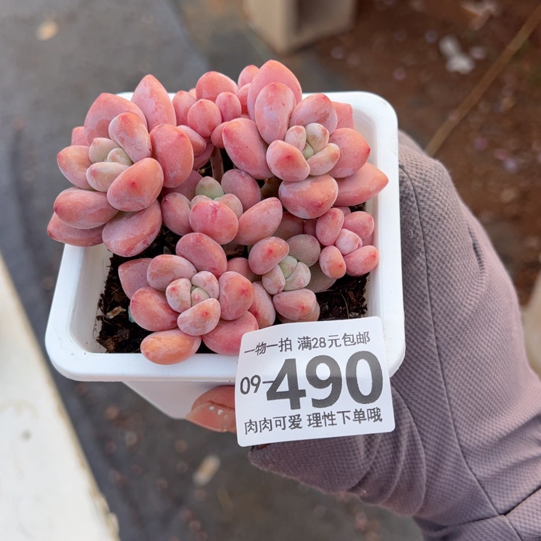 红洛神多肉多肉多肉多肉