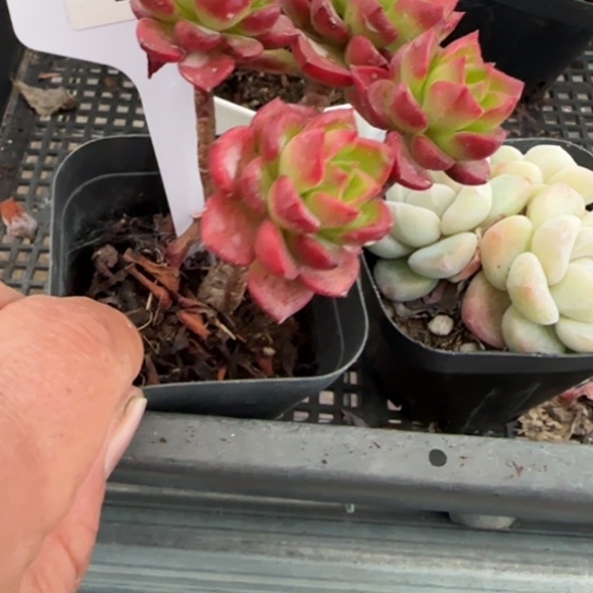 192蒂亚一物一拍多肉