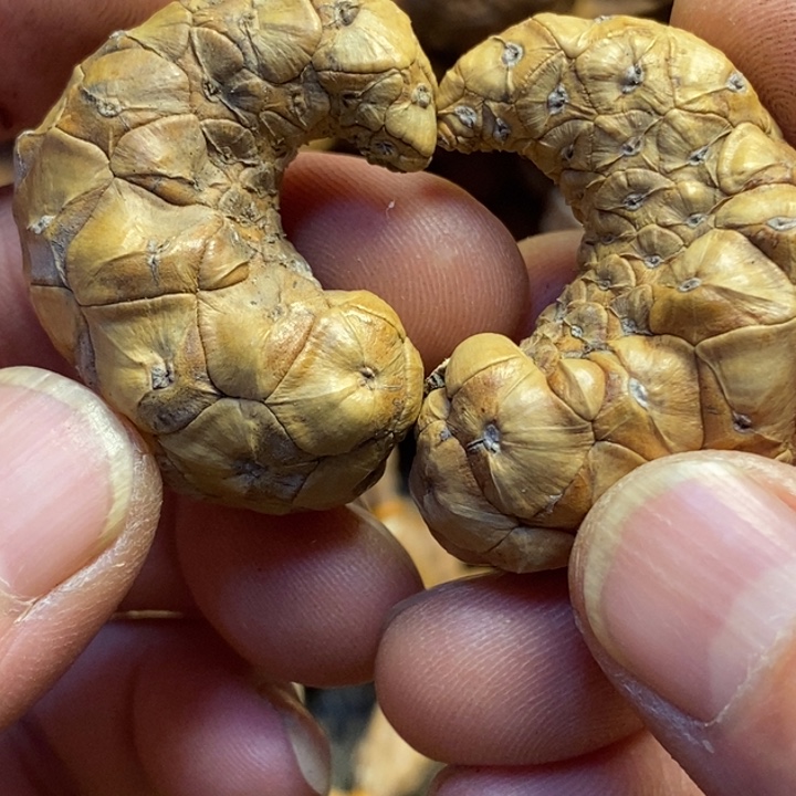 吊坠桃核东北特产31