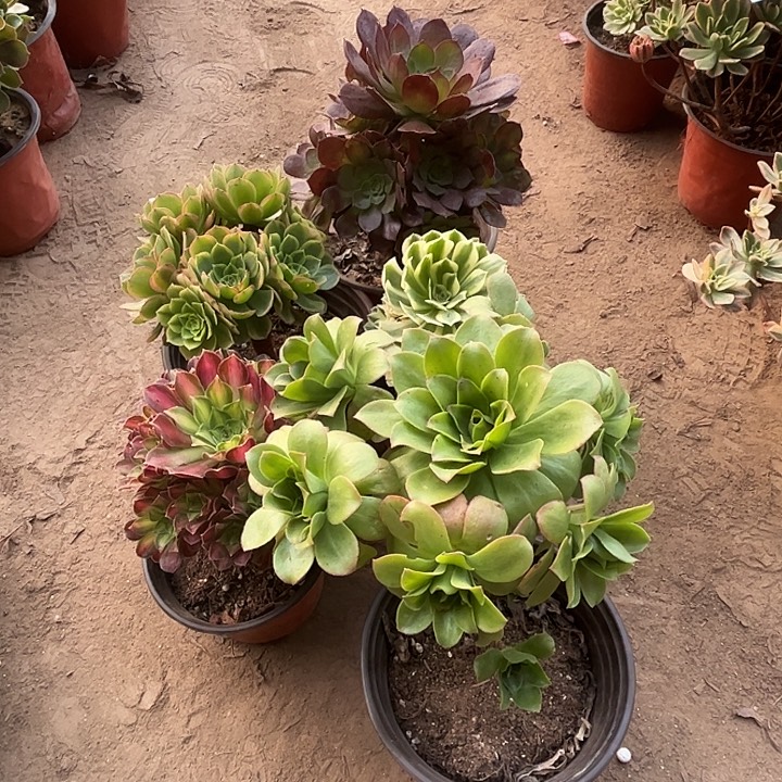 075多肉植物组合，
