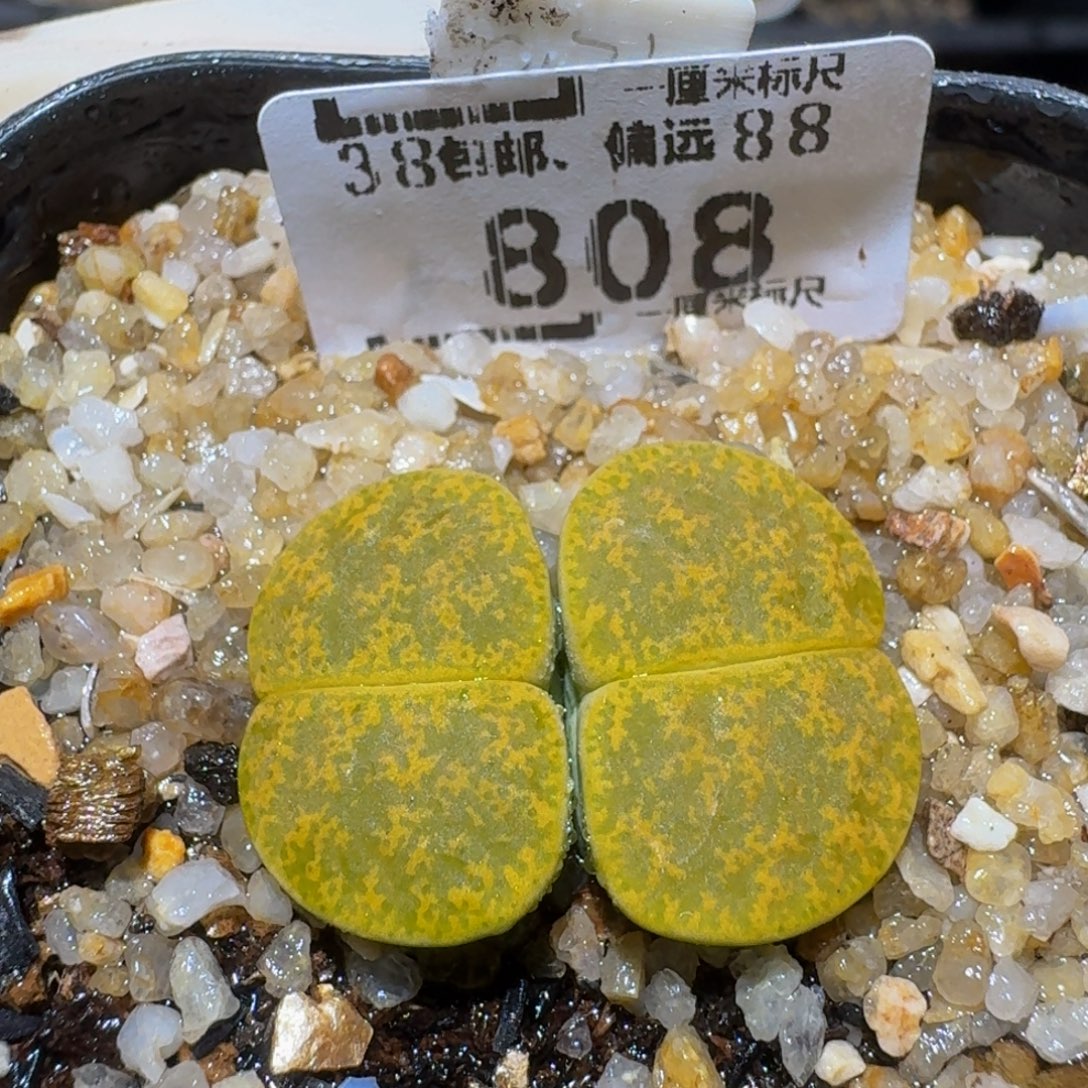 Ssss精品生石花808