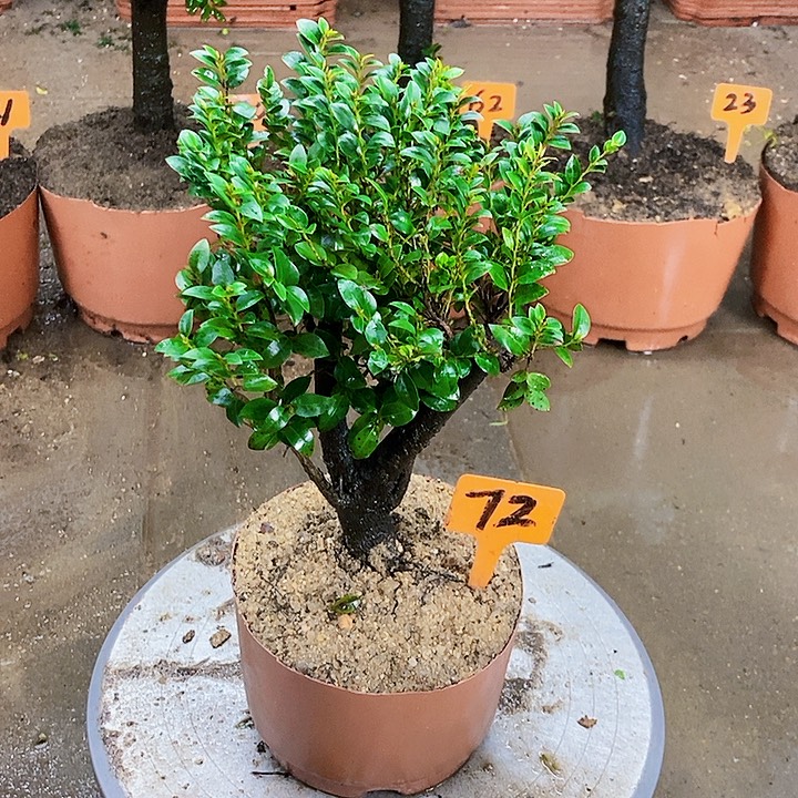 完全开放小叶紫檀木