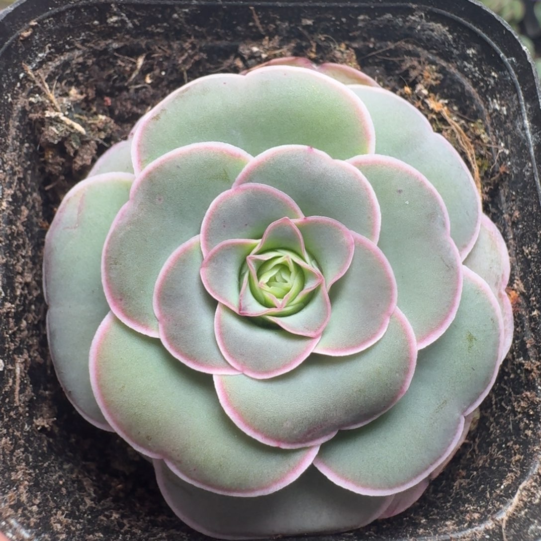 楹楹-836冠幅  4cm